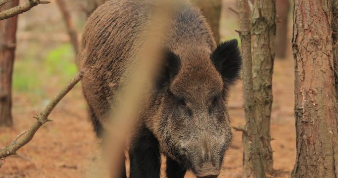 Belarus. Wild Boar Or Sus Scrofa, Also Known As The Wild Swine, Eurasian Wild Pig Sniffs Air In Autumn Forest. Wild Boar Is A Suid Native To Much Of Eurasia