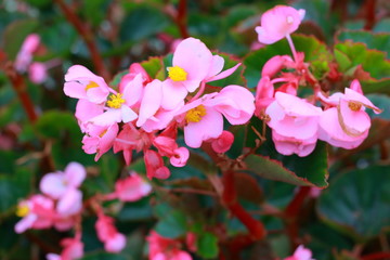 Fototapeta na wymiar ピンクのタイルのような花