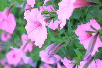 Fototapeta na wymiar 美しい野に咲くピンクの花