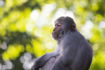 Portrait of a rhesus macaque monkey