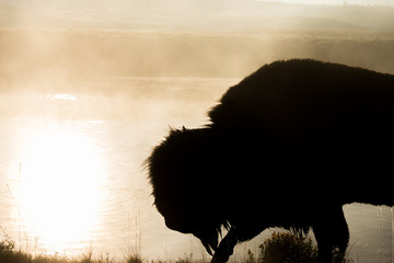 Buffalo at sunrise