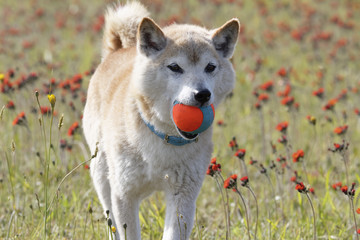 野原でボール遊びをする柴犬