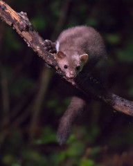Beech marten on branch at night