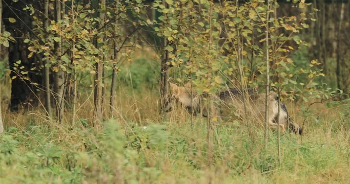 Belarus. Forest Eurasian Wolf - Canis Lupus Running In Autumn Forest