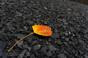Orange leaf on rocks
