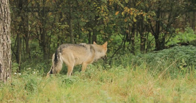 Belarus. Forest Eurasian Wolf - Canis Lupus Running In Autumn Forest