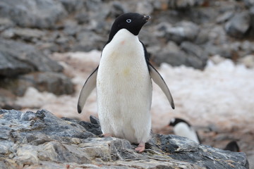 Fototapeta premium antartica
