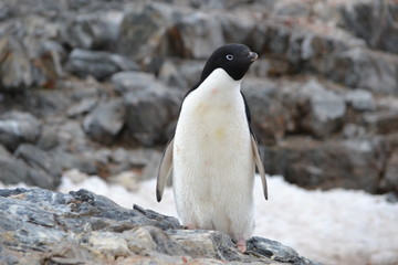 Naklejka premium antartica