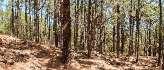 inside conifer forest, pine trees in forest landscape, Esperanza