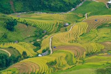 Mu Cang Chai terraces rice fields in harvest season