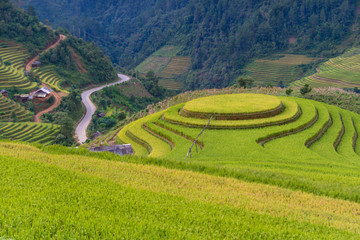 Mu Cang Chai terraces rice fields in harvest season