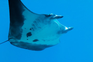 A photo of a ray fish