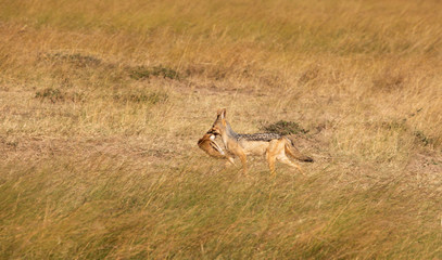 Black-backed jackal, canis mesomelas, with part of a Thomsons gazelle in its mouth