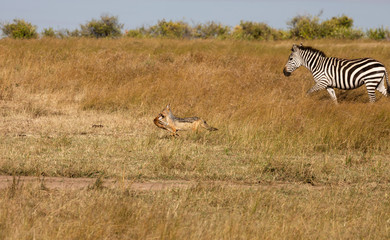 Fototapeta na wymiar Black-backed jackal, canis mesomelas, with part of a Thomsons gazelle in its mouth, runs by a zebra