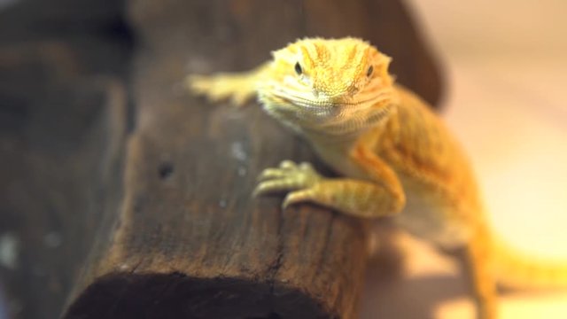 A close up of a yellow bearded dragon resting on a brown piece of wood