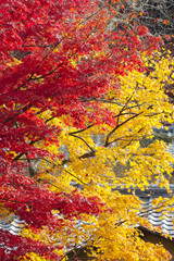 Colorful Japanese Maple in autumn.