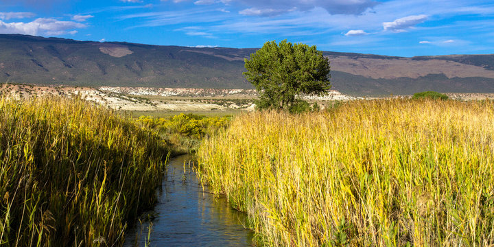 In autumn, a creek or stream passes wetland grasses, gorgeous cliffs, a large cottonwood tree, and mountains in Browns Park National Wildlife Refuge in northwestern Colorado