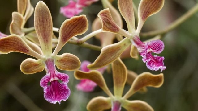 Vivid coloured flowers of an Epidendrum orchid from Ecuador