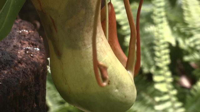 Tropical Pitcher Plant (Nepenthes sp.). Insects fall off the slippery lip and are digested in the fluid within the pitcher.