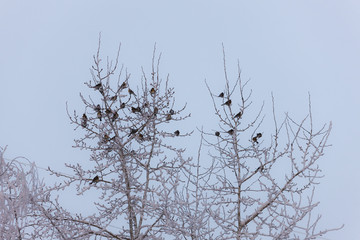 Fototapeta na wymiar flock of snowbirds