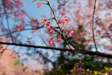 Close up of Sakura Tree branch in Chiang Mai, Thailand. 