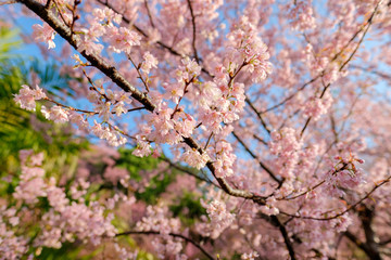 Sakura Tree branch in Chiang Mai, Thailand. 