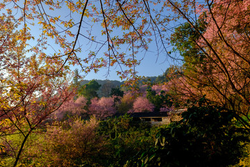 Sakura Tree branch in Chiang Mai, Thailand. 