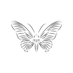 butterfly logo icon design template vector