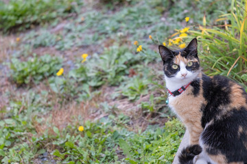 cat in garden