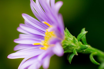 Close up Macro of chrysanthemum flowers blooming in the garden.