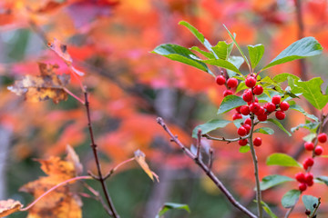branch of barberry with blurred autumn background
