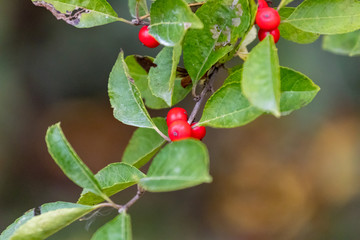 branch of tree with red berries