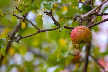apple on branch