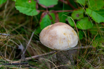 mushroom in forest
