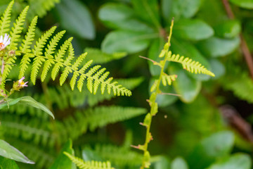 fern in forest