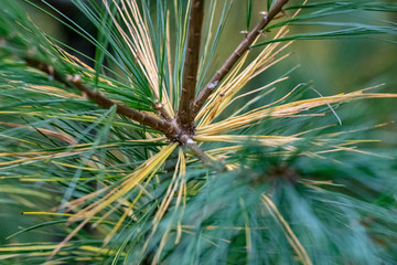 pine branch with cones