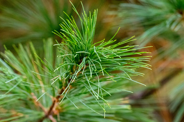 pine branch closeup