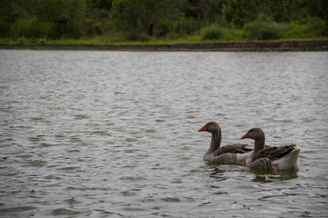 Ducks