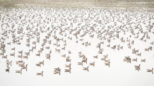 A large population migration of Canadian Geese in a lake in New England