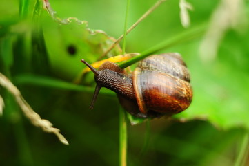 Snail in the grass, close-up, blurred