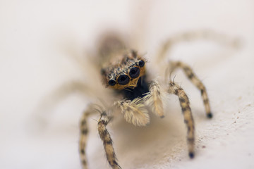 macro spider 1