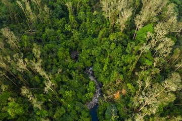 Top view of mangrove forest