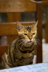 Obraz premium 椅子に座る猫