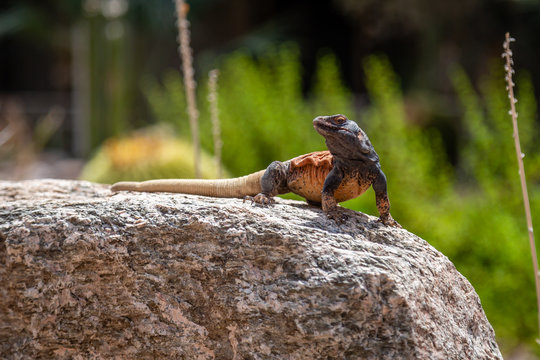 A Chuckwalla poses atop a boulder in the desert near Phoenix, Arizona.