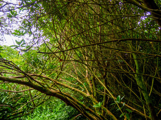 Amazing vegetation in a jungle forest