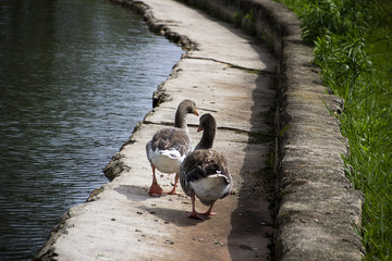 goose and goslings