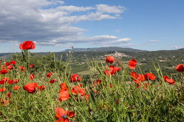 Red poppy flowers