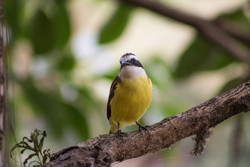 bird 1 closeup