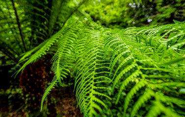 Deep green fern - amazing nature