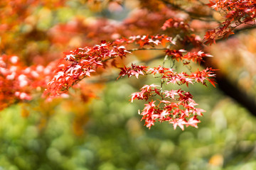 red autumn leaves